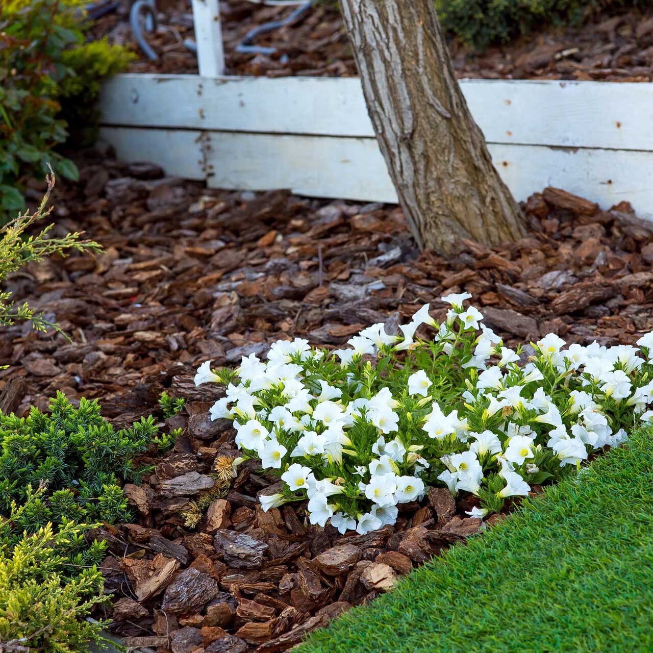 mulch